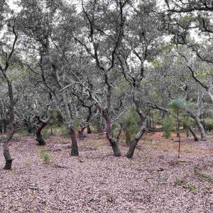Photo #21 of Hilltop Road, Corolla, NC
