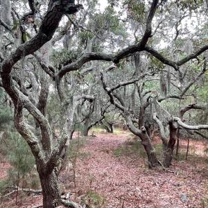 Photo #7 of Hilltop Road, Corolla, NC