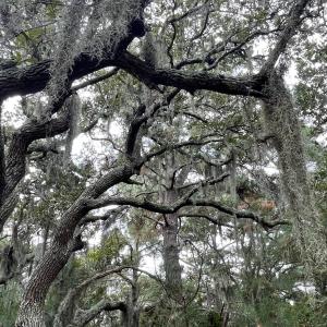 Photo #8 of Hilltop Road, Corolla, NC