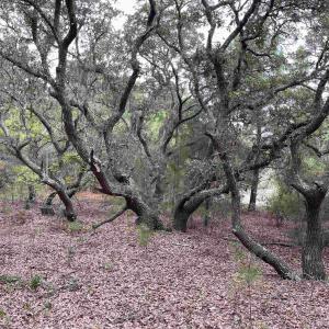 Photo #9 of Hilltop Road, Corolla, NC