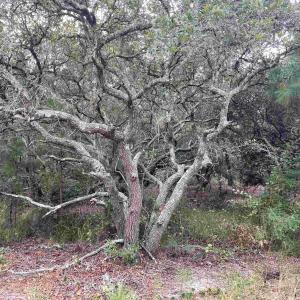 Photo #10 of Hilltop Road, Corolla, NC