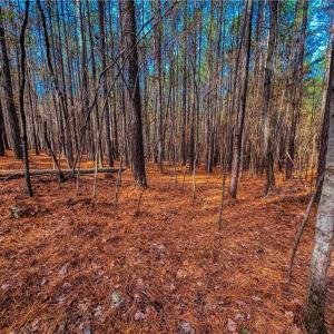 Photo #13 of 146 Cove Wood, Denton, NC 10.8 acres