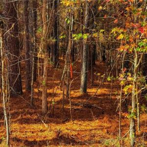 Photo #9 of 146 Cove Wood, Denton, NC 10.8 acres