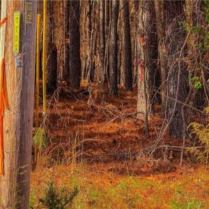 Photo #10 of 146 Cove Wood, Denton, NC 10.8 acres