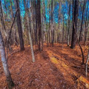 Photo #14 of 146 Cove Wood, Denton, NC 10.8 acres