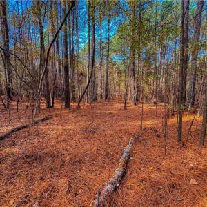 Photo #18 of 146 Cove Wood, Denton, NC 10.8 acres