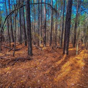 Photo #15 of 146 Cove Wood, Denton, NC 10.8 acres