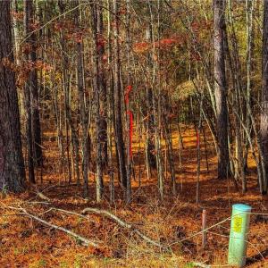 Photo #8 of 146 Cove Wood, Denton, NC 10.8 acres