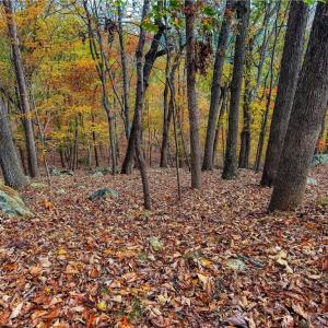 Photo #7 of 1920 Sierra Trace, Denton, NC 3.6 acres