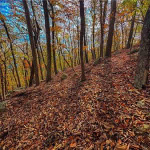 Photo #11 of 1920 Sierra Trace, Denton, NC 3.6 acres