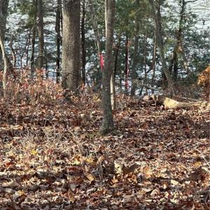 Lot corners and sides have recently been marked and flagged with stakes and pink ribbon.