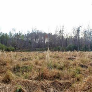Photo #13 of 1000 Tarry Church, Star, NC 25.7 acres