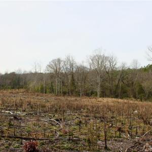 Photo #17 of 1000 Tarry Church, Star, NC 25.7 acres
