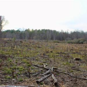Photo #16 of 1000 Tarry Church, Star, NC 25.7 acres