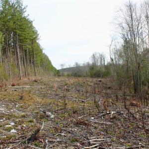 Photo #15 of 1000 Tarry Church, Star, NC 25.7 acres