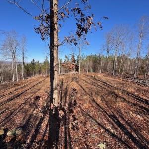 Photo #1 of Neely, Asheboro, NC 11.0 acres