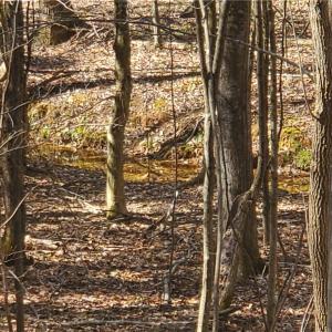 Photo #12 of 1969 Mulberry Academy, Franklinville, NC 15.7 acres