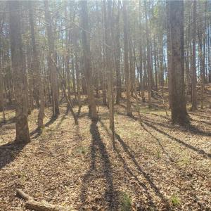 Photo #3 of 1969 Mulberry Academy, Franklinville, NC 15.7 acres