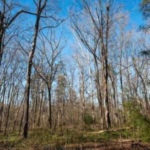Photo #11 of 230, 240 Dilworth, High Point, NC 13.0 acres