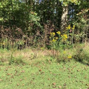 Photo #4 of 8774 Bame, Colfax, NC 5.0 acres