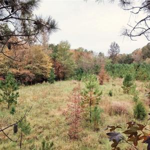 Photo #20 of 7808 NC Highway 49, Snow Camp, NC 45.1 acres