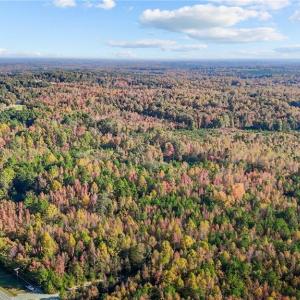 Photo #8 of 7808 NC Highway 49, Snow Camp, NC 45.1 acres