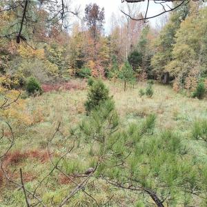 Photo #21 of 7808 NC Highway 49, Snow Camp, NC 45.1 acres