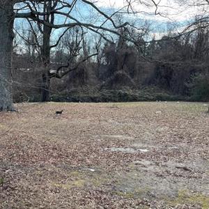 Photo #3 of 1307 Potts, High Point, NC 0.4 acres