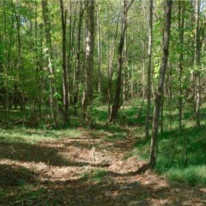 Photo #27 of 7766 Fip Newsome, Tobaccoville, NC 2.7 acres