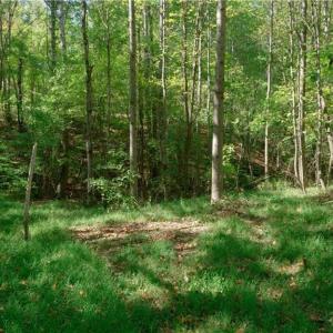 Photo #28 of 7766 Fip Newsome, Tobaccoville, NC 2.7 acres