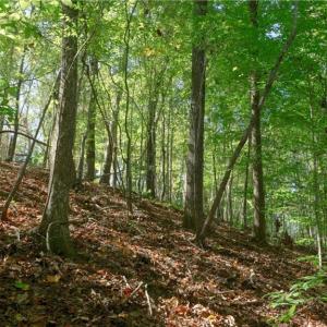 Photo #30 of 7766 Fip Newsome, Tobaccoville, NC 2.7 acres