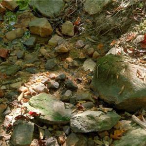Photo #25 of 7766 Fip Newsome, Tobaccoville, NC 2.7 acres