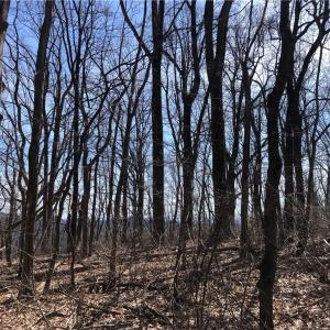 Photo #6 of TBD Rhododendron, Hillsville, VA 17.2 acres