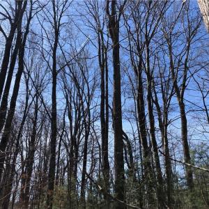 Photo #9 of TBD Rhododendron, Hillsville, VA 17.2 acres