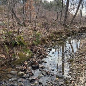 Photo #13 of Homestead, Trinity, NC 33.4 acres