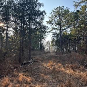 Photo #16 of Homestead, Trinity, NC 33.4 acres