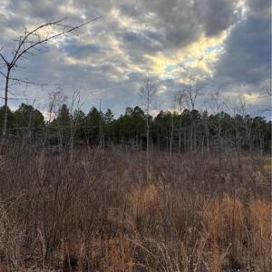 Photo #3 of Homestead, Trinity, NC 33.4 acres