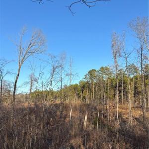 Photo #14 of Homestead, Trinity, NC 33.4 acres