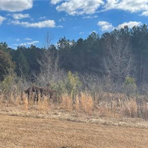 Photo #4 of 1222 Tempting Church, Sanford, NC 8.0 acres