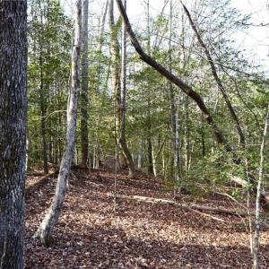 Photo #27 of NC Highway 89, Danbury, NC 160.0 acres