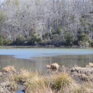 Photo #6 of NC Highway 89, Danbury, NC 160.0 acres