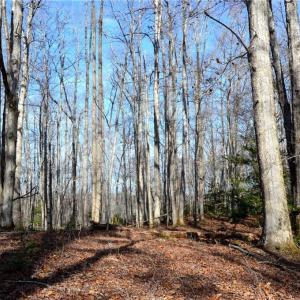 Photo #32 of NC Highway 89, Danbury, NC 160.0 acres