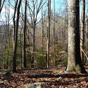Photo #28 of NC Highway 89, Danbury, NC 160.0 acres