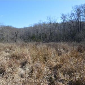 Photo #5 of NC Highway 89, Danbury, NC 160.0 acres