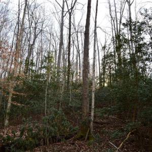 Photo #20 of NC Highway 89, Danbury, NC 160.0 acres
