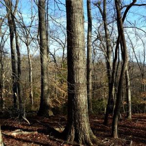 Photo #9 of NC Highway 89, Danbury, NC 160.0 acres
