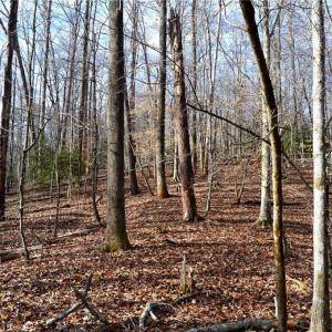 Photo #24 of NC Highway 89, Danbury, NC 160.0 acres