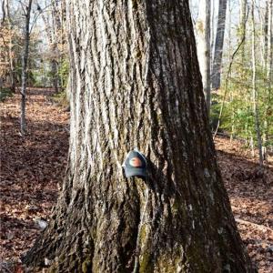 Photo #30 of NC Highway 89, Danbury, NC 160.0 acres