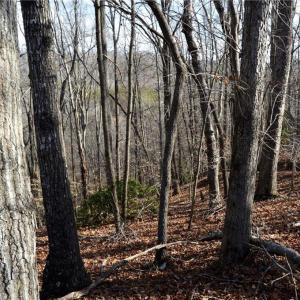 Photo #34 of NC Highway 89, Danbury, NC 160.0 acres