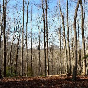 Photo #33 of NC Highway 89, Danbury, NC 160.0 acres